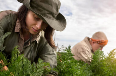 How Sustainability Shapes Farming Agriculture